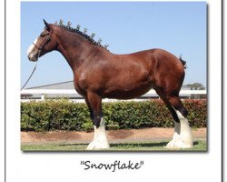 Pferd Cook's Derward's Snow Flake (Clydesdale, 2000, von Belleau Derward)