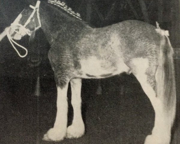 horse Conn Acres Ideal Wreford (Clydesdale, 1984, from Ideal Royal Scott)