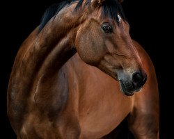 dressage horse Bell Rubin (Bavarian, 2012, from Belissimo NRW)