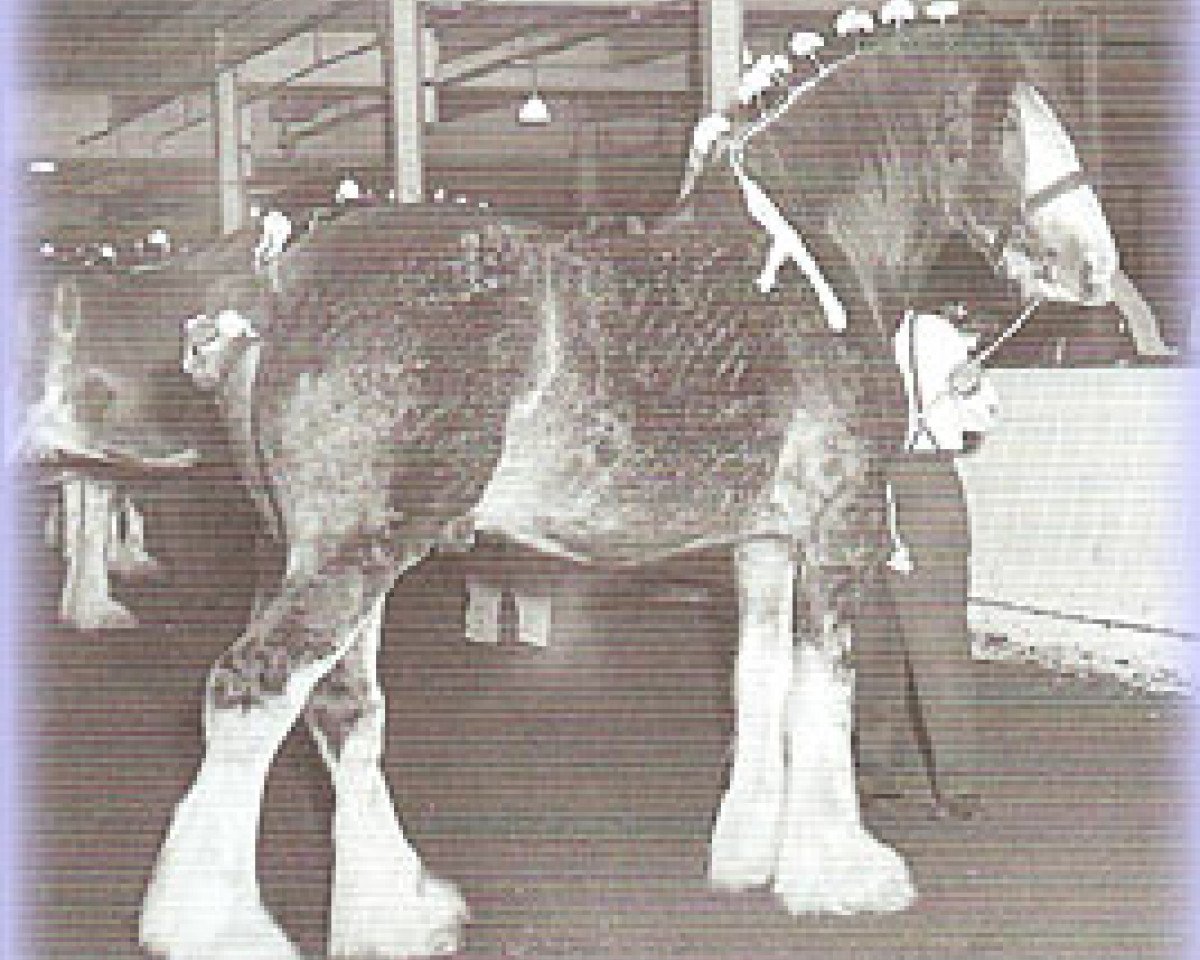 Deckhengst Commander 30630 (Clydesdale, 1965, von Bardrill Castle)