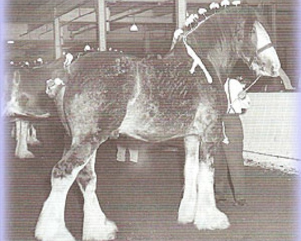 Deckhengst Commander 30630 (Clydesdale, 1965, von Bardrill Castle)