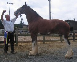 Zuchtstute Coloure of Brookside (Clydesdale, 1997, von Favama Royal Aristocrat)