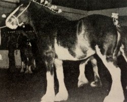 Zuchtstute Collessie's Queen Footprint (Clydesdale, 1971, von Collessie Ideal Print 2nd)