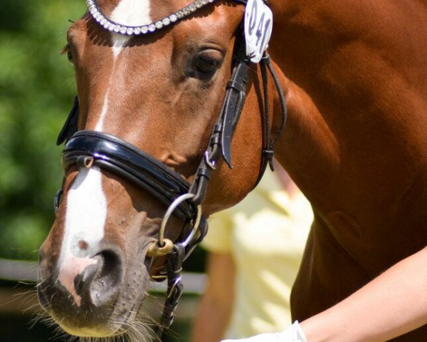 broodmare Bridge of Light (Hanoverian, 2012, from Belissimo NRW)