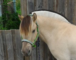 horse Silja (Fjord Horse, 2015, from Ilmar)