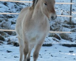 horse Kandis (Fjord Horse, 2016, from Koljar)