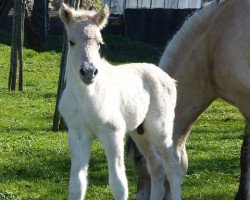 horse Karamell (Fjord Horse, 2018, from Koljar)