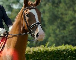 dressage horse Felipe (Westphalian, 2016, from Fashion Maker)