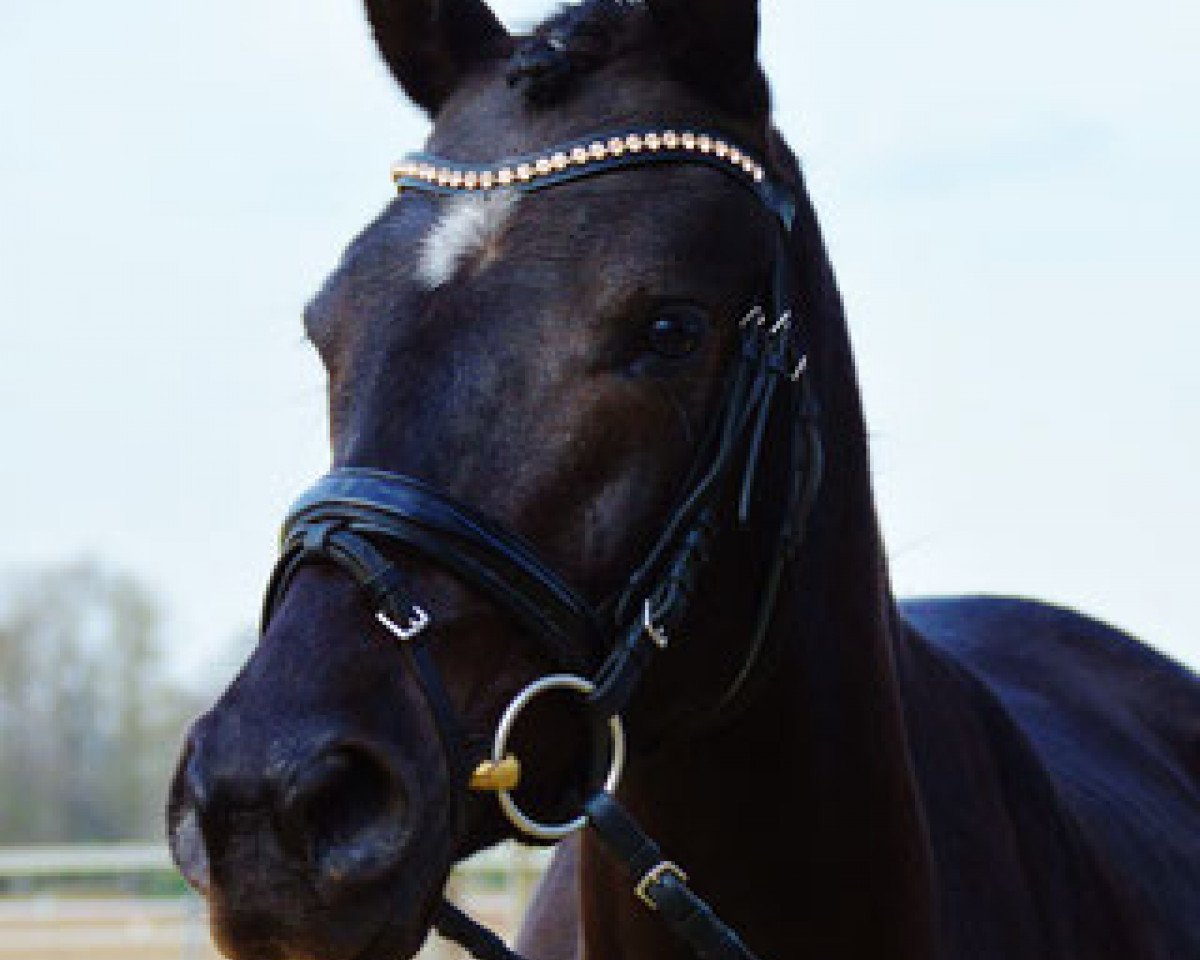 broodmare Next Topmodel (Westphalian, 2013, from Nemax)