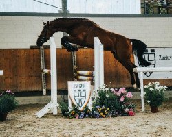 stallion Alixx BE (Westphalian, 2017, from A La Carte NRW)