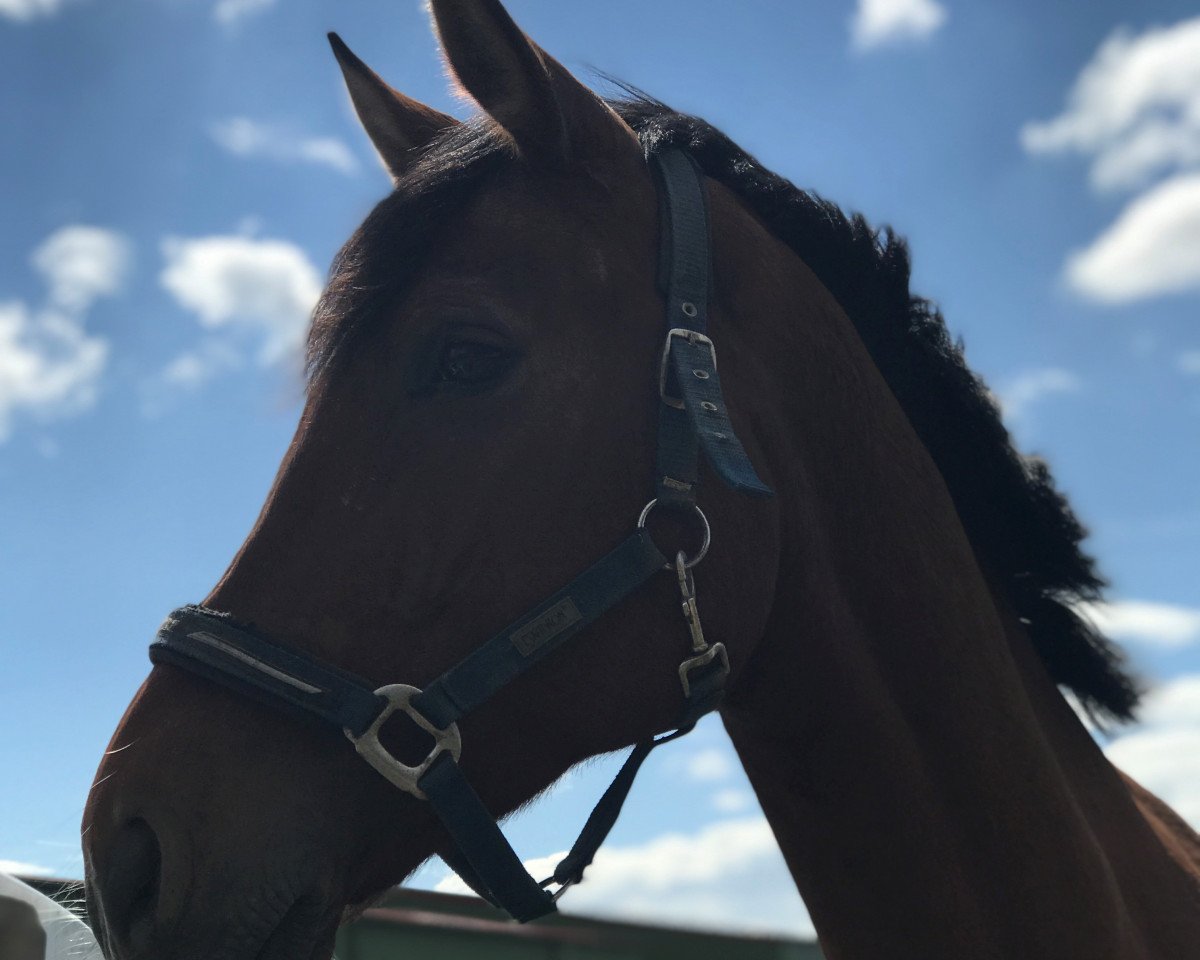 jumper Santiago de Cuba (Hanoverian, 2012, from Spartacus TN)