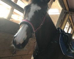 broodmare Fuchshof's Trixie (New Forest Pony, 2009, from Hove's Tabaluga)