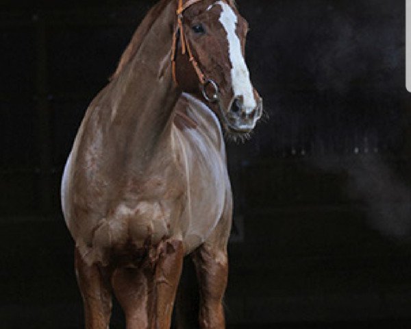 horse Caspary (Saxony-Anhaltiner, 1996, from Canaris)