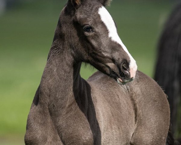 dressage horse Bella Hadid 3 (Hanoverian, 2016, from Bernay)