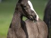 dressage horse Bella Hadid 3 (Hanoverian, 2016, from Bernay)