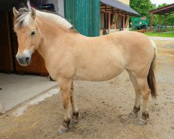 horse Hetja (Fjord Horse, 2000, from Kvest Halsnæs)