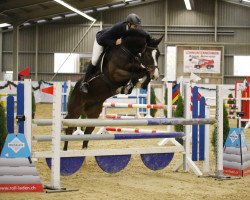 Springpferd Ascona de la Reselle (Schweizer Warmblut, 2013, von Conteur)