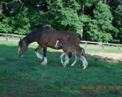 Zuchtstute SF Colette's Yvette (Clydesdale, 2009, von ADKS Gus)