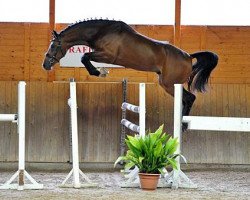 jumper No Time R (German Warmblood, 2010, from No Limit)