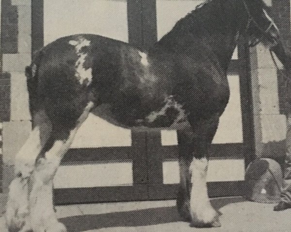 Zuchtstute Colat Karena Belle Star (Clydesdale, 1983, von Belleau Starfire)