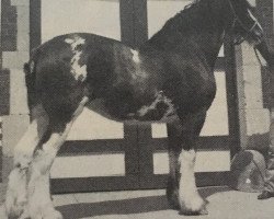 broodmare Colat Karena Belle Star (Clydesdale, 1983, from Belleau Starfire)