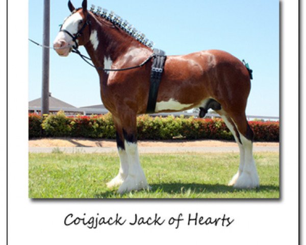 stallion Coigjack Jack of Hearts (Clydesdale, 2004, from Solomon's Beaureguard)