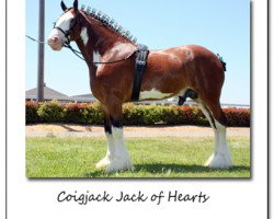 Deckhengst Coigjack Jack of Hearts (Clydesdale, 2004, von Solomon's Beaureguard)