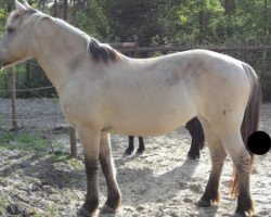 horse Stella (Fjord Horse, 1997, from Helge)