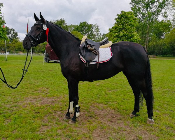 jumper Saphira 273 (German Sport Horse, 2015, from Sandokan 290)