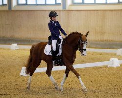 stallion Cornelius 39 (German Riding Pony, 2009, from Cornett)