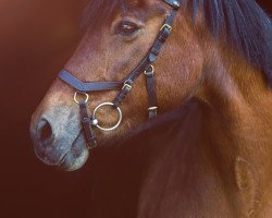 horse Olandsberg Hanky Panky (Welsh Mix, 1994, from Rhystyd Frenin)