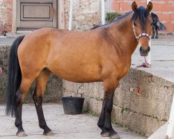 horse April 67 (German Riding Pony, 2008, from Kaiserwalzer)