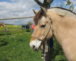 horse Birka (Fjord Horse, 1999, from Haavard)