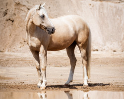 Pferd Hopis Tjulit (Deutsches Reitpferd, 2011, von Hopihe)