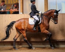 stallion Clicquot Ponsardin (Württemberger, 2005, from Chambertin)