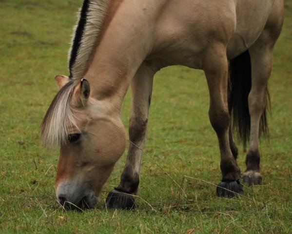 horse Kalani (Fjord Horse, 2009, from Aard)