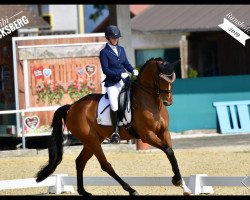 broodmare Bibi Blocksberg 24 (Holsteiner, 2012, from Belissimo NRW)