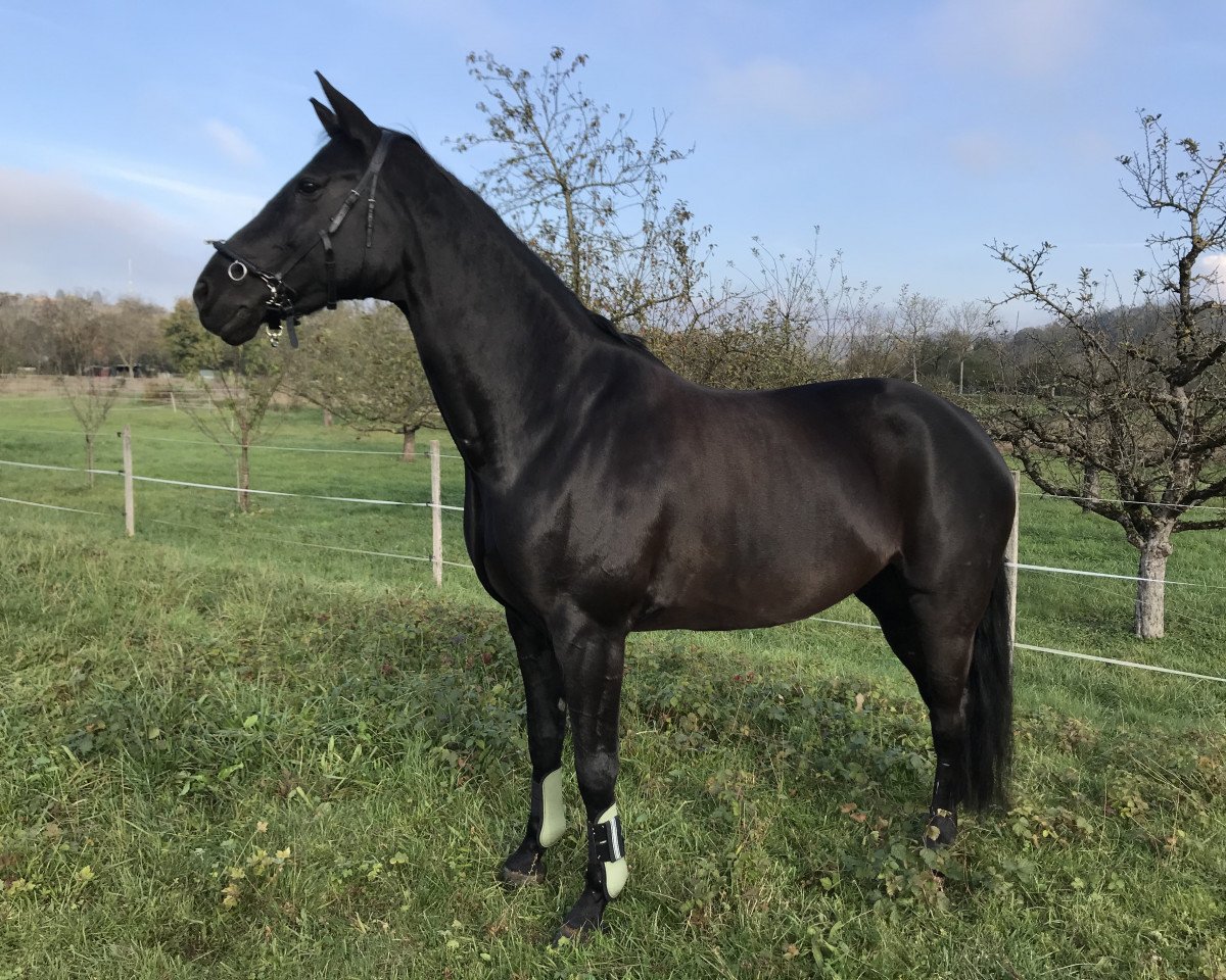 Pferd Weltstar 47 (Oldenburger, 2010, von Weltmeyer)