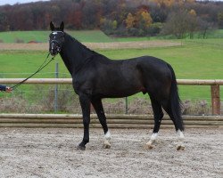 dressage horse Santiago DH (Oldenburg, 2014, from Sezuan)