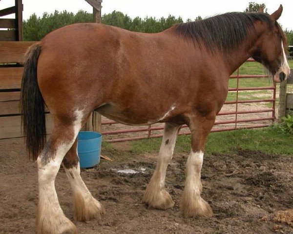 Zuchtstute Coigjack Belle Trump (Clydesdale, 2004, von Solomon's Beaureguard)