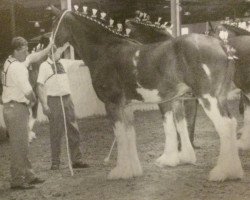 broodmare Coachmills Lady Alyson (Clydesdale, 1998, from Collessie Cut Above)