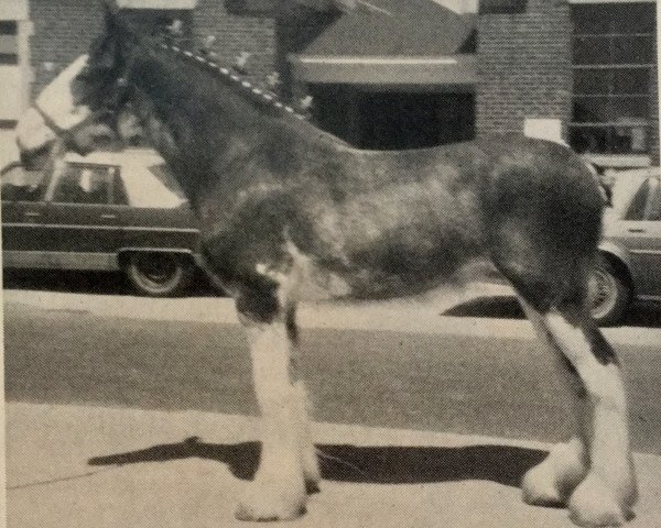 horse Clydeslea Robyn (Clydesdale, 1984, from Millisle Masterpiece)