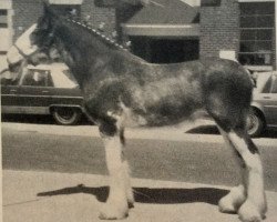 Pferd Clydeslea Robyn (Clydesdale, 1984, von Millisle Masterpiece)