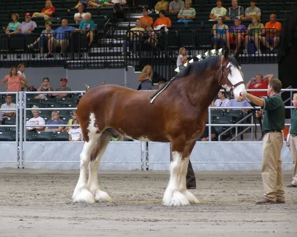 horse Clydesdale Creek's Jacob (Clydesdale, 2002, from Northwest Arrow's Yukon)