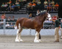 Pferd Clydesdale Creek's Jacob (Clydesdale, 2002, von Northwest Arrow's Yukon)