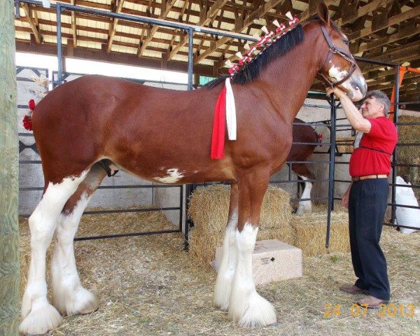 horse Clydesdale Creek's Macdougall (Clydesdale, 2012, from Hatfield Billy Macgregor)