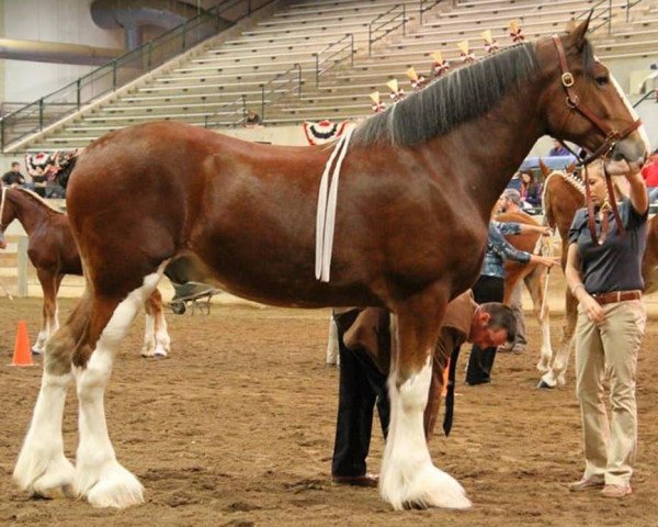 horse Clydesdale Creek's Royal Rex (Clydesdale, 2014, from Boltonia Phoenix Zeus)