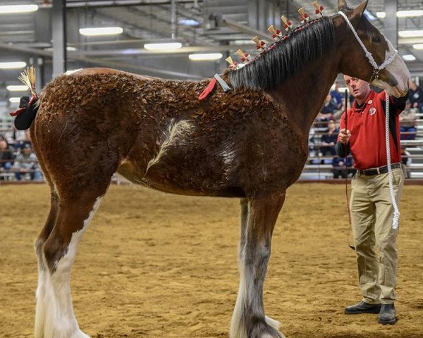 horse Clydesdale Creek's Morning Sky (Clydesdale, 2017, from Boltonia Phoenix Zeus)