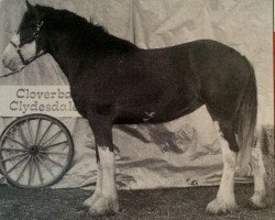 Pferd Cloverbar Puttin' On The Ritz (Clydesdale, 1995, von Greendykes Pioneer)