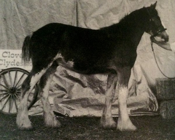 horse Cloverbar Once In A Blue Moon (Clydesdale, 1996, from Green Leaf Legend of Cloverbar)